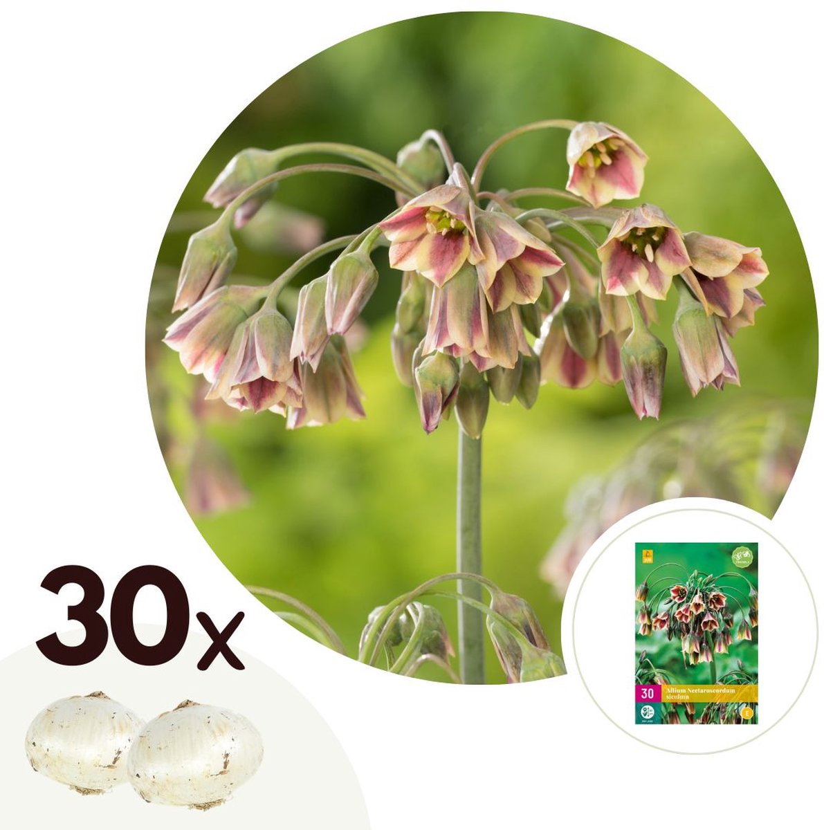 Plant in a Box - Allium Nectaroscordum Siculum - Bloembollen x30 - Sierui - Roze - Hollandse bloembollen