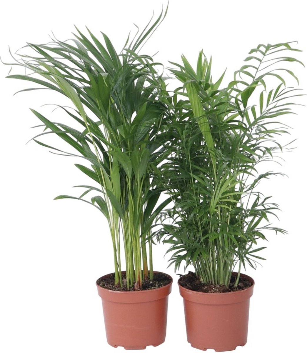 Plant in a Box - Mix van 2 Palmen - Areca, Chamaedorea - Pot 17cm - Hoogte 50-70cm - Kamerplanten
