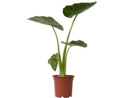 Plant in a Box - Alocasia Macrorrhiza - Olifantsoor kamerplant - Pot 17cm - Hoogte 60-70cm