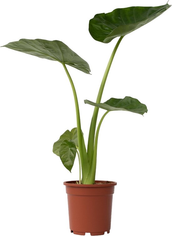 Plant in a Box - Alocasia Macrorrhiza - Olifantsoor kamerplant - Pot 17cm - Hoogte 60-70cm
