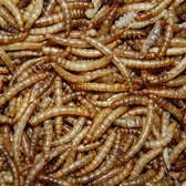 Meelwormen 10KG - 60 liter - Vissenvoer - Buitenvogelvoer - Gedroogd - Vissen en Reptielen - Bulk