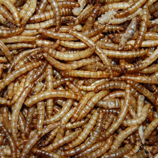 Gedroogde meelwormen, close-up van een grote hoeveelheid bruine, cilindervormige insecten.