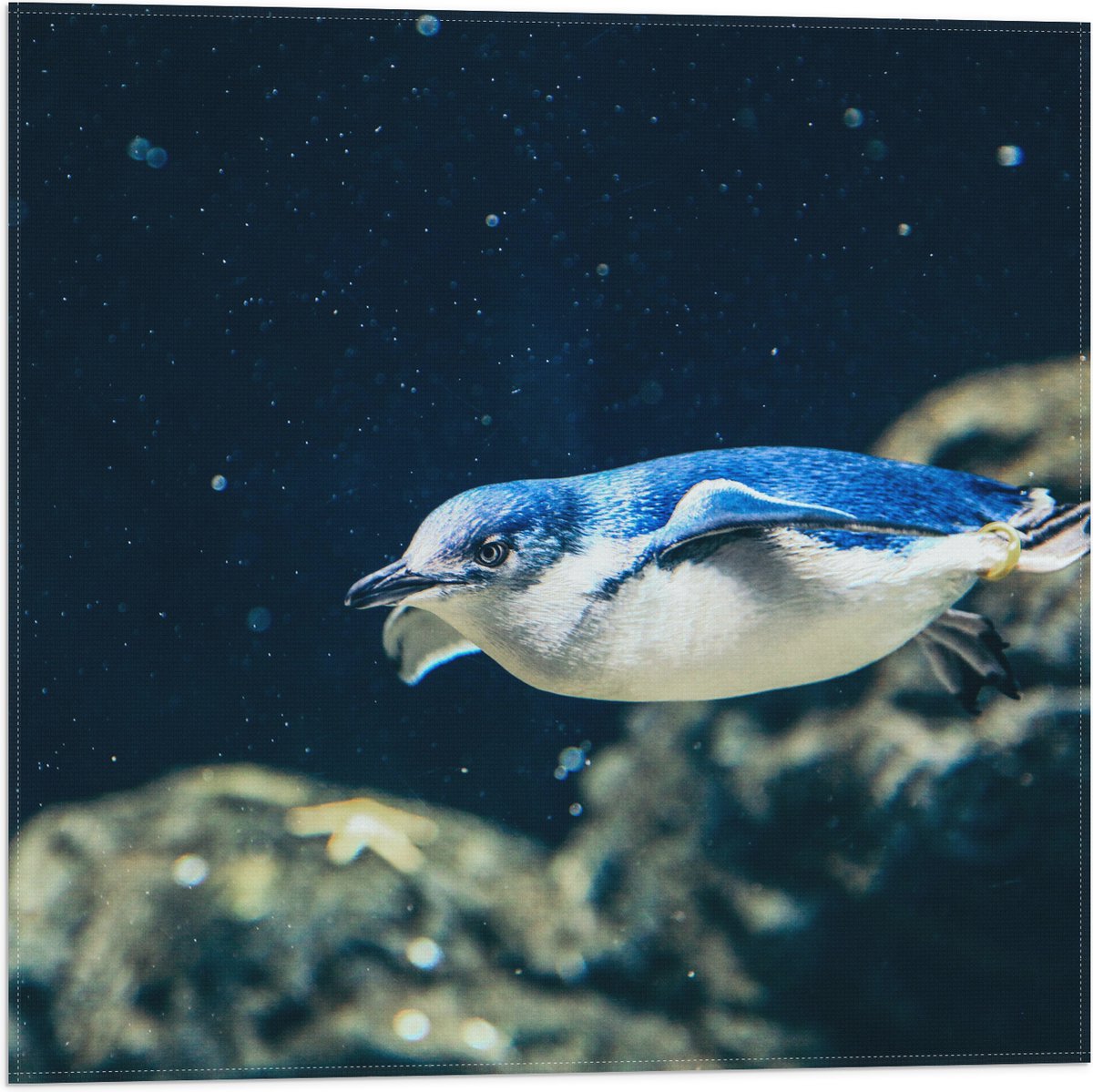 Vlag - Zwemmende Blauwe Pingïun door Aquarium - 50x50 cm Foto op Polyester Vlag