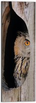 Dibond - Spiekende Uil met Oranjekleurige Ogen vanuit Boom - 20x60 cm Foto op Aluminium (Wanddecoratie van metaal)