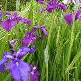 6x Japanse iris - Iris ensata - Pot 9x9cm