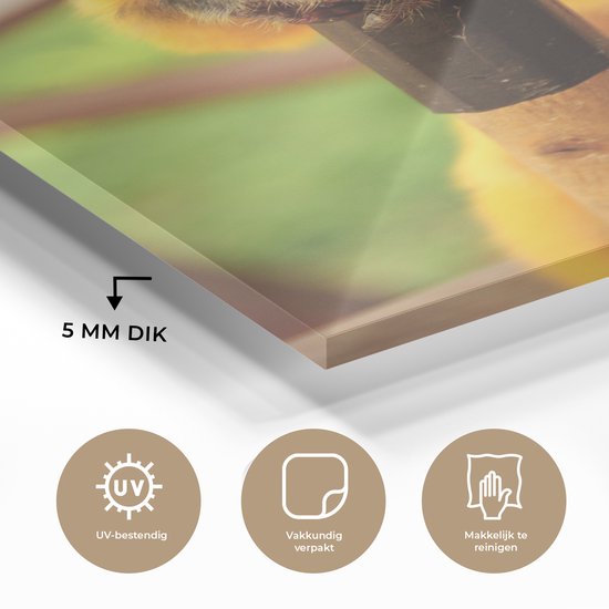 MuchoWow® Peinture sur verre 120x180 cm - Peinture sur verre acrylique - Portrait coloré d'un bébé singe - Garçons - Filles - Enfants - Enfant - Photo sur verre - Peintures