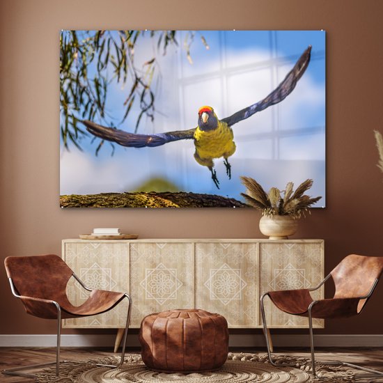 Une rosella vole dans les airs d'une manière fascinante Plexiglas 180x120 cm - Tirage photo sur Glas (Décoration murale plexiglas) XXL / Groot format!