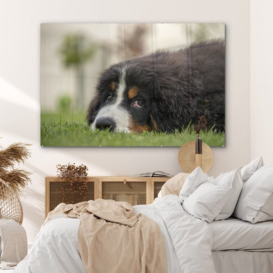 Berner couché sur la pelouse verte Plexiglas 180x120 cm - Tirage photo sur Glas (décoration murale plexiglas) XXL / Groot format!