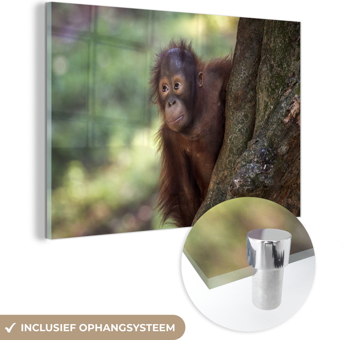 ® Glasschilderij 60x40 cm - Schilderij acrylglas - Baby - Orang oetan - Boom - Foto op glas - Muurdecoratie woonkamer - Wanddecoratie slaapkamer - Schilderijen