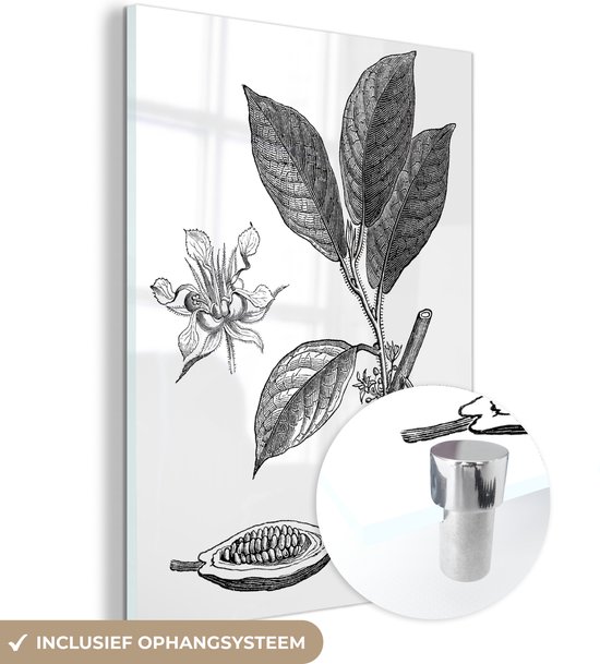 MuchoWow® Glasschilderij 90x120 cm - Schilderij acrylglas - Een zwart-wit illustratie van een cacao plant - Foto op glas - Schilderijen
