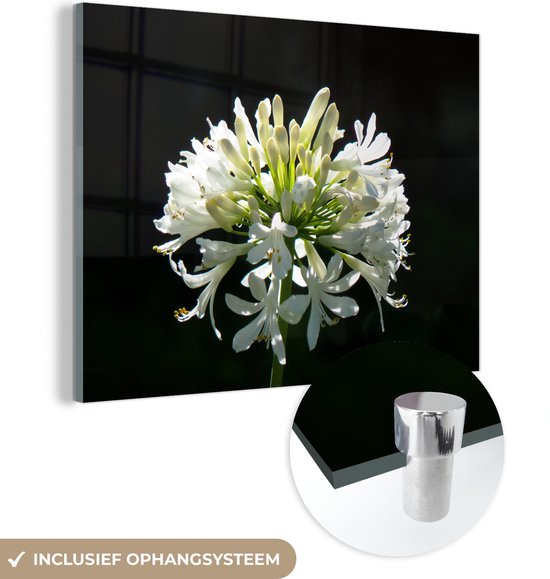MuchoWow® Glasschilderij 40x30 cm - Schilderij acrylglas - Een bloeiende witte agapanthus tegen donkere achtergrond - Foto op glas - Schilderijen