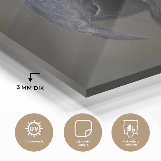 Tirage photo ara bleu et jaune sur Verre 30x20 cm - petit - Tirage photo sur verre (décoration murale en plexiglas)