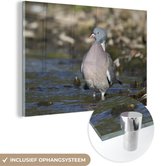 Pigeon ramier avec ses pieds dans l'eau Plexiglas 30x20 cm - petit - Tirage photo sur Glas (décoration murale en plexiglas)