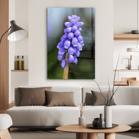 Jacinthe de raisin commun par une journée ensoleillée Plexiglas 60x90 cm - Tirage photo sur Glas (décoration murale en plexiglas)