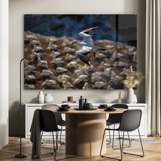 Fou de Bassan survole une colonie Plexiglas 180x120 cm - Tirage photo sur Glas (décoration murale plexiglas) XXL / Groot format!