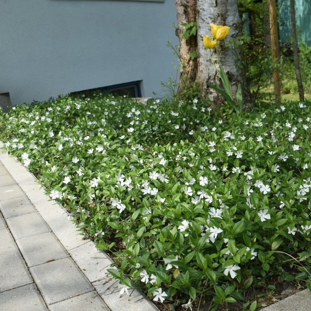 6-x-maagdenpalm-wit-bodembedekkers-winterharde-tuinplanten-vaste