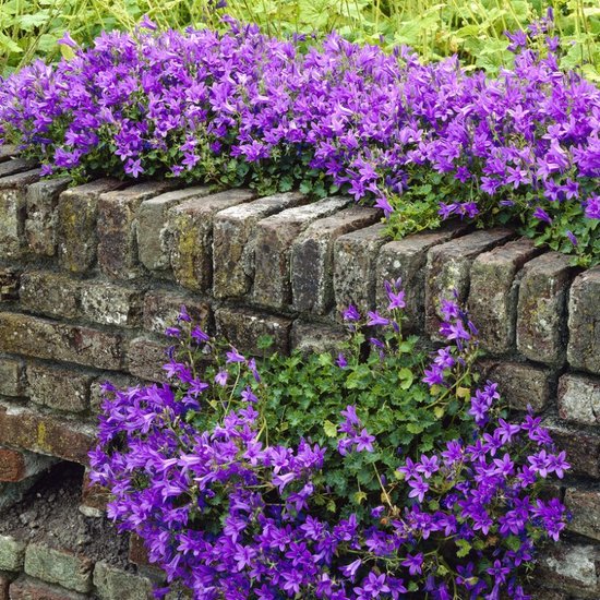 Campanula kopen - Bestel direct vanuit de kweker - Pots&Plants
