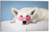 Dibond - Liggende Witte Hond met Roze Brilletje op - 60x40 cm Foto op Aluminium (Met Ophangsysteem)