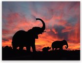 Plexiglas Schilderij Sunset Elephants