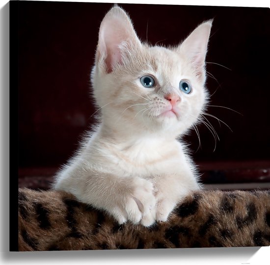 Canvas - Omhoogkijkende Witte Kitten op Panter Kleed - 60x60 cm Foto op Canvas Schilderij (Wanddecoratie op Canvas)
