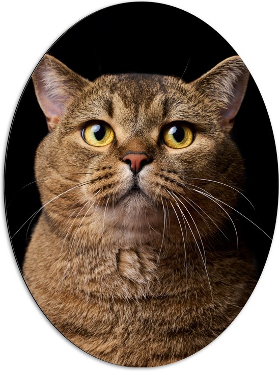 Dibond Ovaal - Bruine Scottisch Kat met Helderkleurige Ogen tegen Zwarte Achtergrond - 72x96 cm Foto op Ovaal (Met Ophangsysteem)