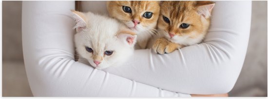Poster Glanzend – Drie Britse Korthaar Kittens in de Armen van een Meisje - 60x20 cm Foto op Posterpapier met Glanzende Afwerking