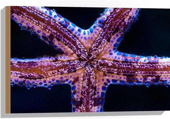 Hout - Close-up van Zeester tegen Raam van Aquarium - 60x40 cm - 9 mm dik - Foto op Hout (Met Ophangsysteem)