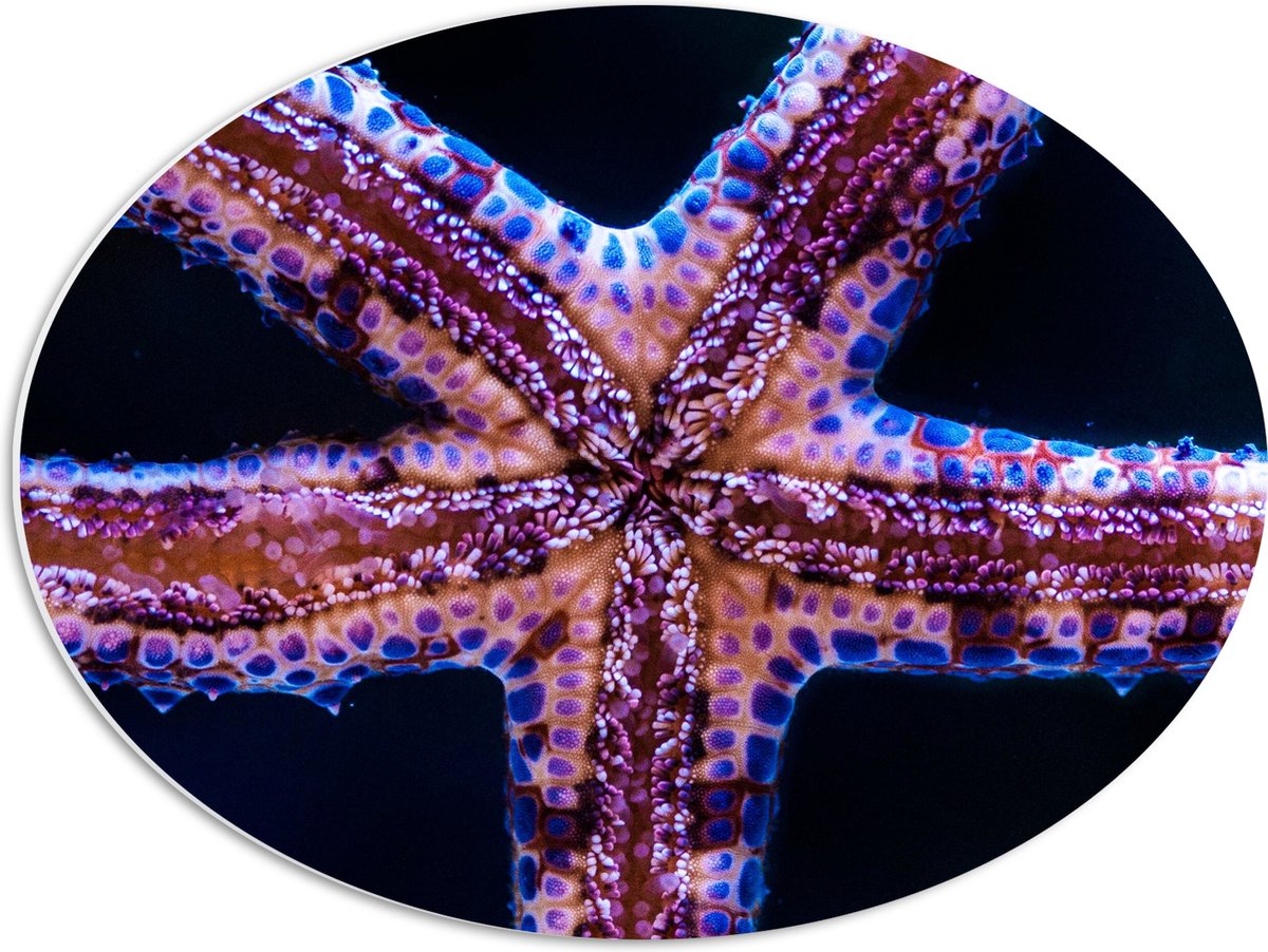 PVC Schuimplaat Ovaal - Close-up van Zeester tegen Raam van Aquarium - 56x42 cm Foto op Ovaal (Met Ophangsysteem)