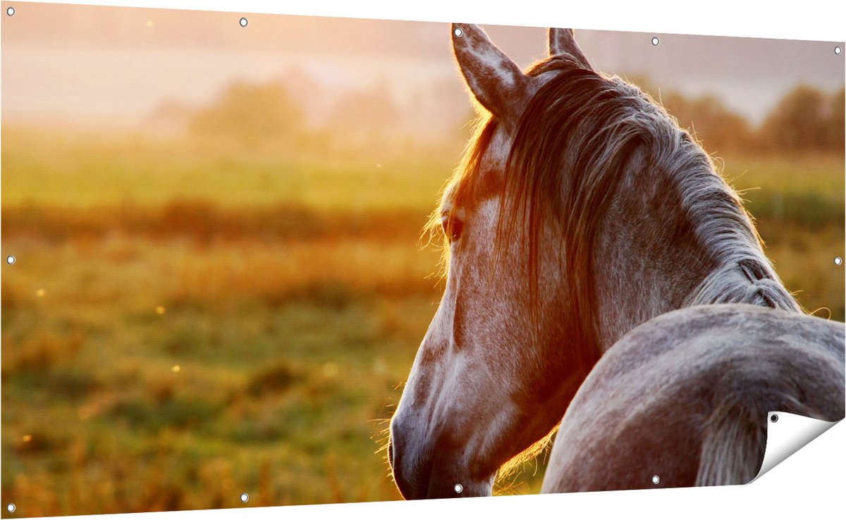Gards Tuinposter Paard in de Weide tijdens Zonsondergang - 200x100 cm - Tuindoek - Tuindecoratie - Wanddecoratie buiten - Tuinschilderij Multikleur