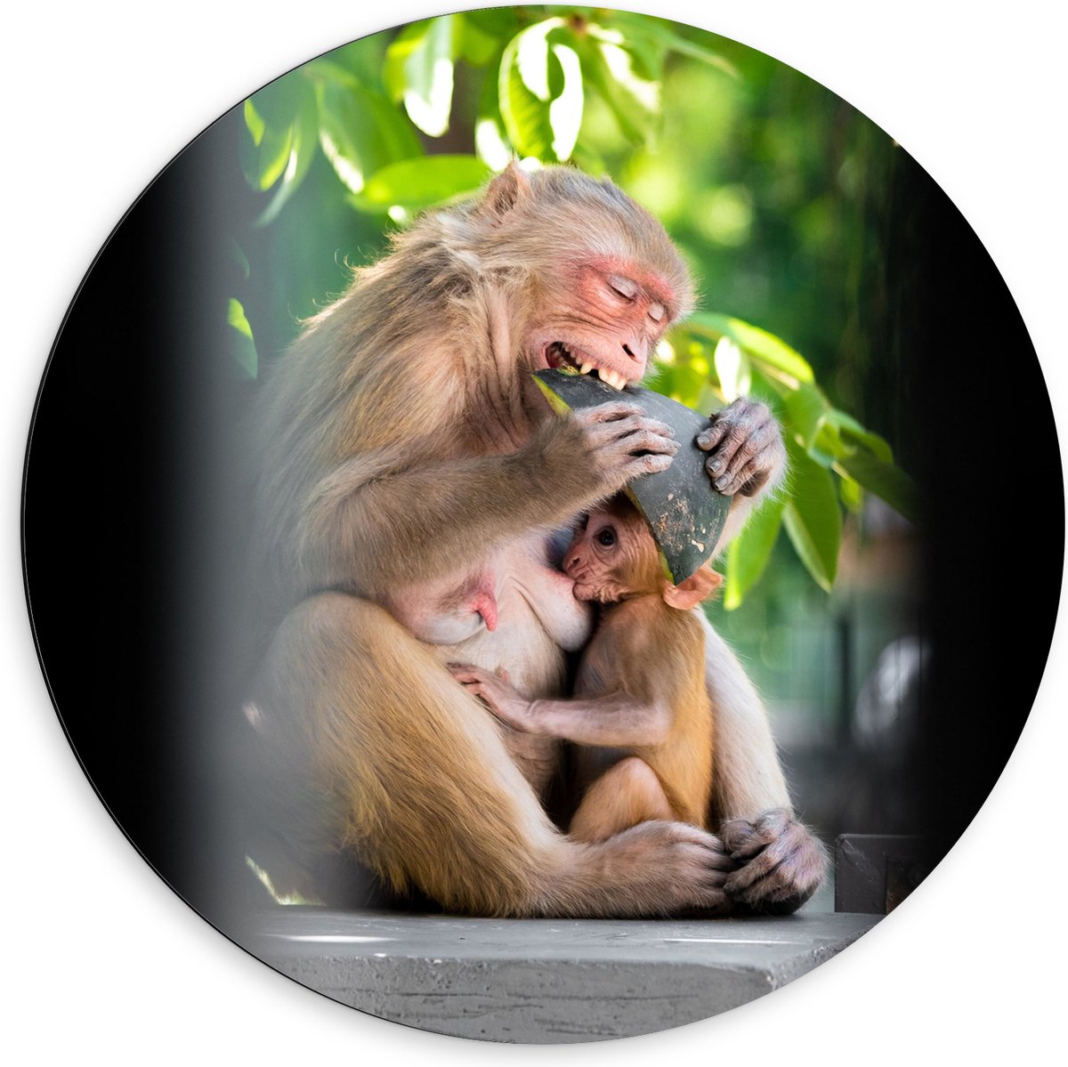 Dibond Muurcirkel - Drinkende Baby Aap bij Etende Moeder - 60x60 cm Foto op Aluminium Muurcirkel (met ophangsysteem)