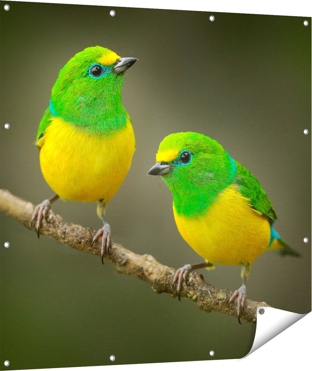 Gards Tuinposter Twee Groen Gele Zangvogels op een Tak - 110x110 cm - Tuindoek - Tuindecoratie - Wanddecoratie buiten - Tuinschilderij Multikleur