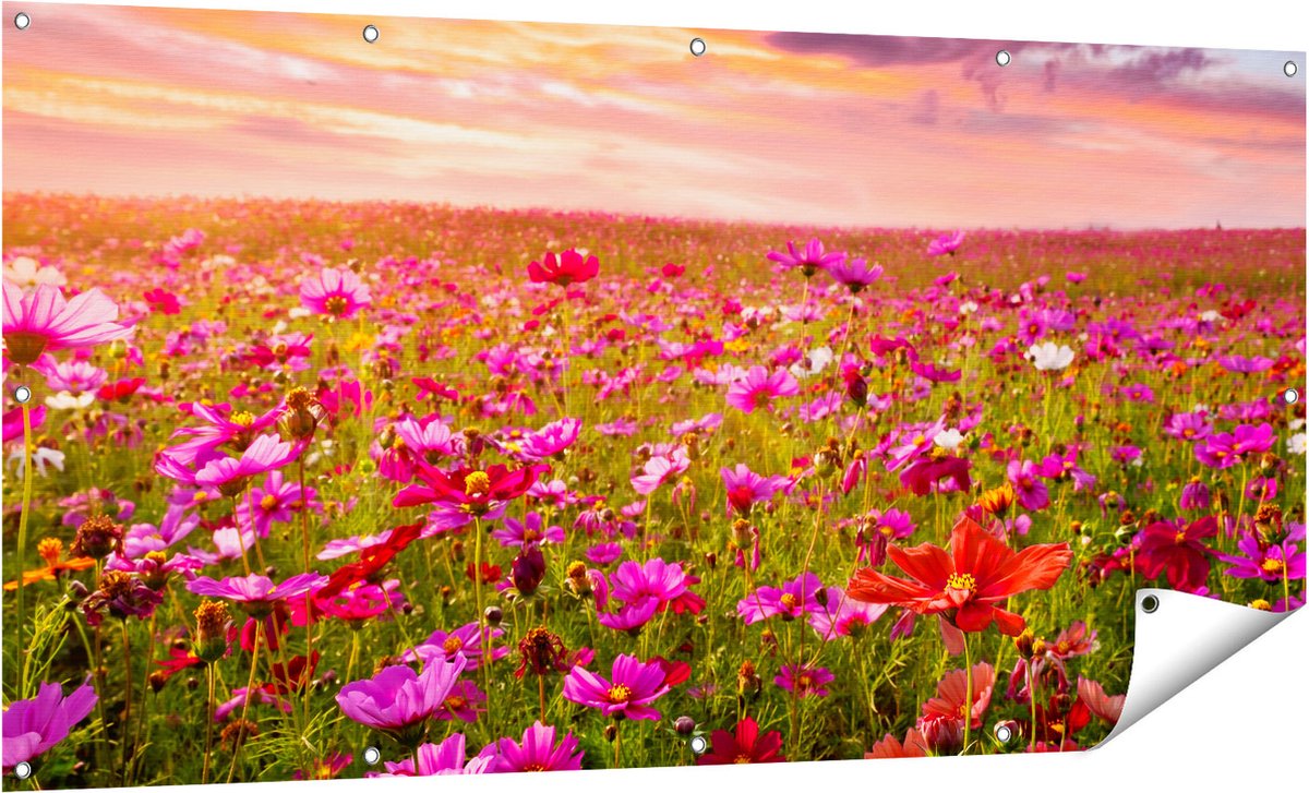 Gards Tuinposter Kleurrijke Kosmos Bloemenveld - 160x80 cm - Tuindoek - Tuindecoratie - Wanddecoratie buiten - Tuinschilderij Multikleur