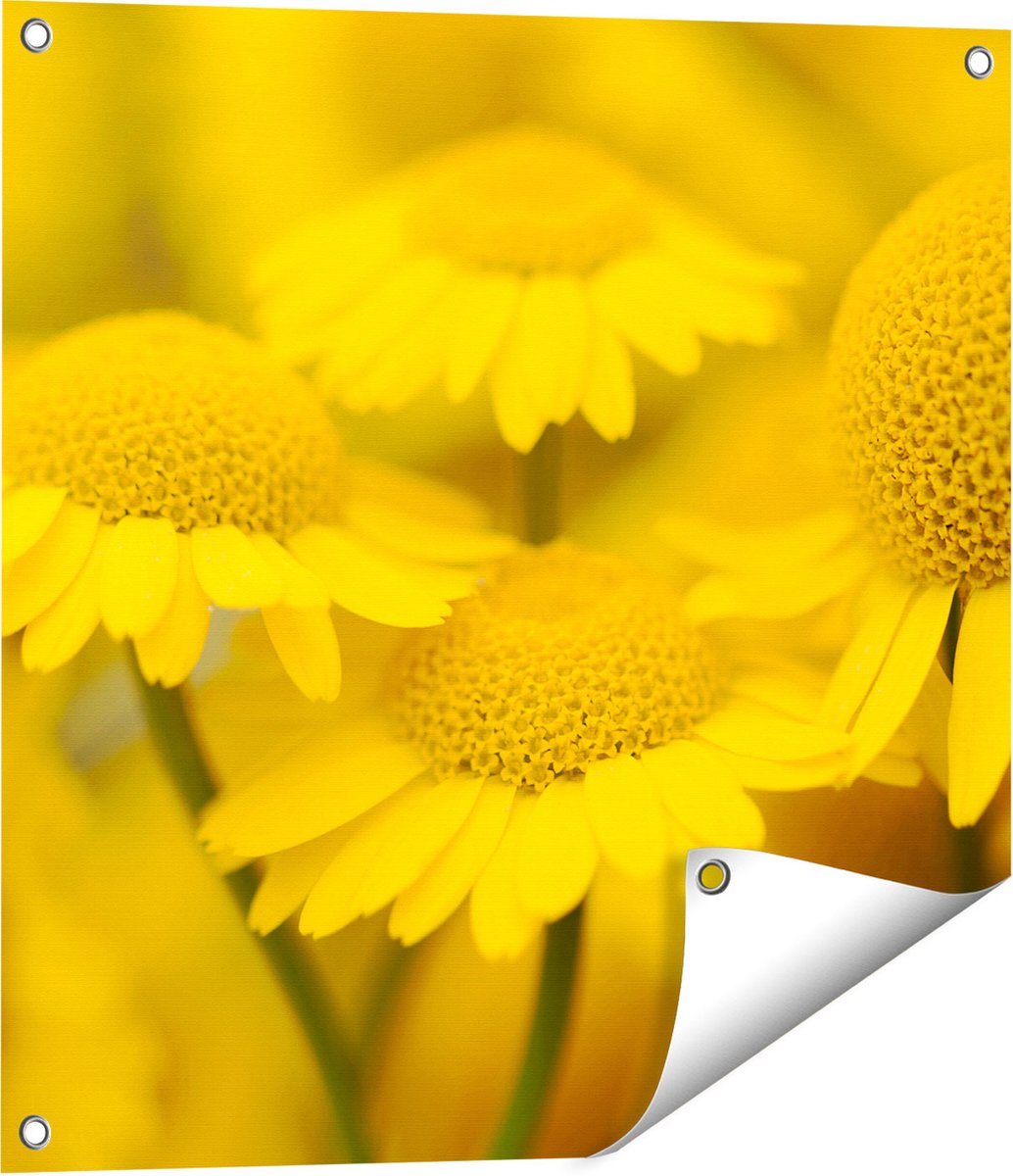 Gards Tuinposter Gele Kamille Bloemen - 60x60 cm - Tuindoek - Tuindecoratie - Wanddecoratie buiten - Tuinschilderij Multikleur