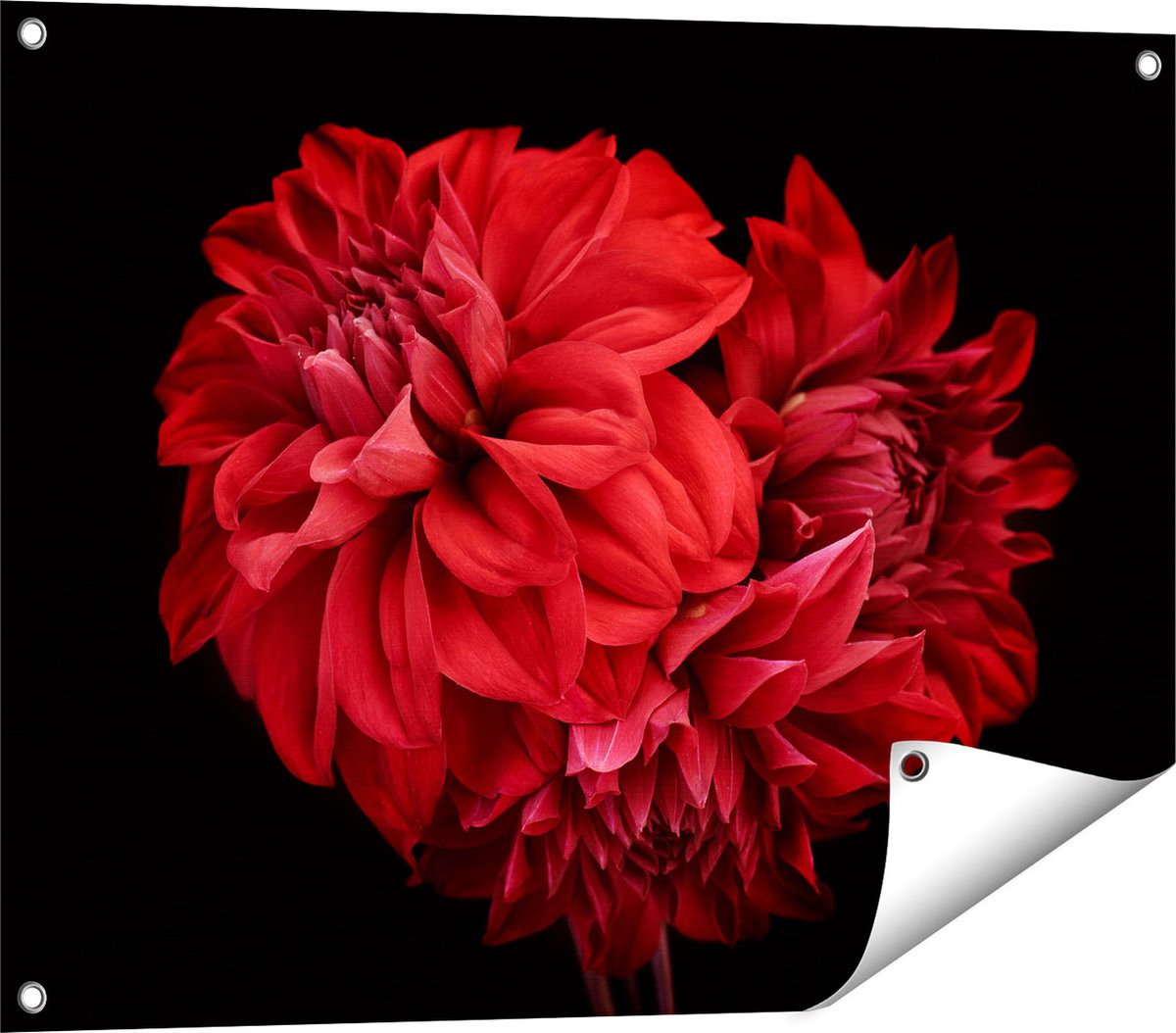 Gards Tuinposter Rode Dahlia Bloemen - 80x60 cm - Tuindoek - Tuindecoratie - Wanddecoratie buiten - Tuinschilderij Multikleur