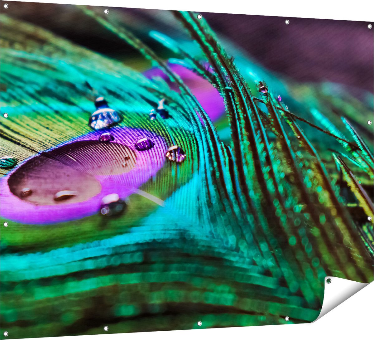 Gards Tuinposter Kleurrijke Pauw Veer met Waterdruppels - 160x120 cm - Tuindoek - Tuindecoratie - Wanddecoratie buiten - Tuinschilderij Multikleur