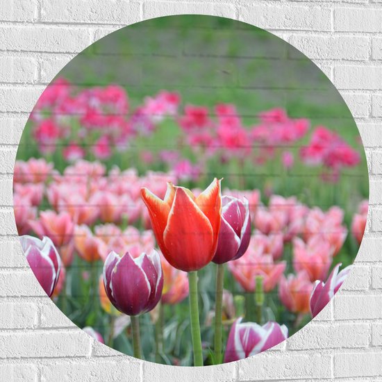 Muursticker Cirkel - Veld Vol Bloeiende Tulpen in Verschillende Kleuren Roze - 90x90 cm Foto op Muursticker