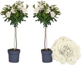 Plant in a Box - Rosa Palace 'Kailani' - Set van 2 - Witte stamroos voor binnen,tuin,terras of balkon - Pot 19cm - Hoogte 80-100cm