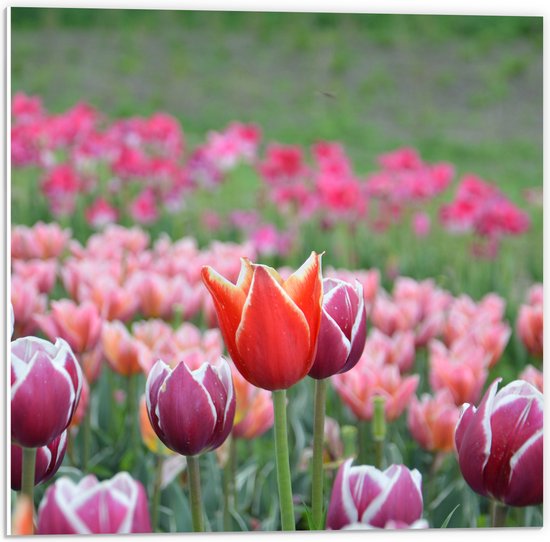 PVC Schuimplaat- Veld Vol Bloeiende Tulpen in Verschillende Kleuren Roze - 50x50 cm Foto op PVC Schuimplaat