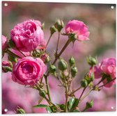 Tuinposter – Veld vol Roze Klaprozen Bloemen - 80x80 cm Foto op Tuinposter (wanddecoratie voor buiten en binnen)