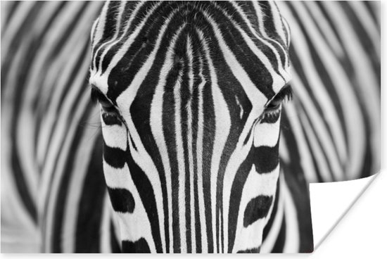 Posters zwart wit - Zebra - Dieren - Portret - Zwart - Wit - Muurposter - 180x120 cm - Poster