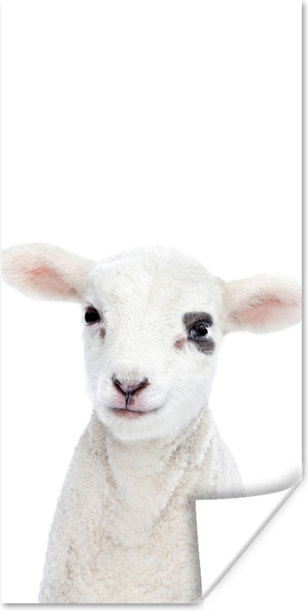 Poster Lam - Wit - Dieren - Natuur - 80x160 cm