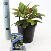 Viburnum davidii C2 20-25 cm