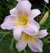 3 stuks | Hemerocallis 'Catherine Woodbury' P9 cm