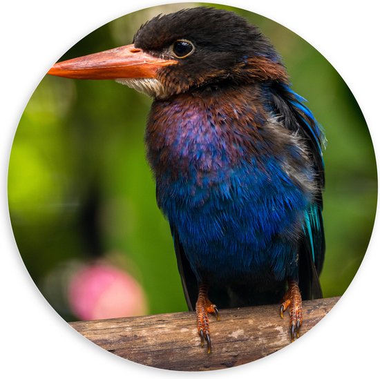 PVC Schuimplaat Muurcirkel - IJsvogel met Blauwe en Paarse Borst Zittend op Boomstam - 100x100 cm Foto op Muurcirkel (met ophangsysteem)