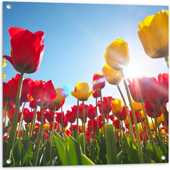 Tuinposter – Zonnestralen Vallend op Bloemenveld Vol Rode en Gele Bloemen - 80x80 cm Foto op Tuinposter (wanddecoratie voor buiten en binnen)