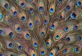 Fotobehang Peacock Feathers | XXL - 312cm x 219cm | 130g/m2 Vlies