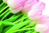 Fotobehang Flowers Tulips Nature | XXL - 312cm x 219cm | 130g/m2 Vlies