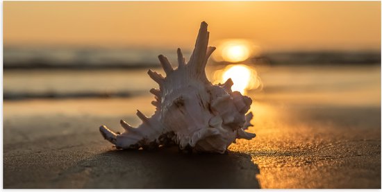 Poster (Mat) - Zeeschelp op het Strand aan de Zee tijdens Zonsondergang - 100x50 cm Foto op Posterpapier met een Matte look