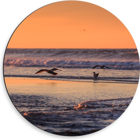 Dibond Muurcirkel - Vliegende en Lopende Vogels in en Boven het Zeewater tijdens Zonsondergang - 50x50 cm Foto op Aluminium Muurcirkel (met ophangsysteem)