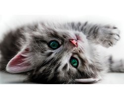 Pozalardagi katta dumbalarning fotosuratlarini koring